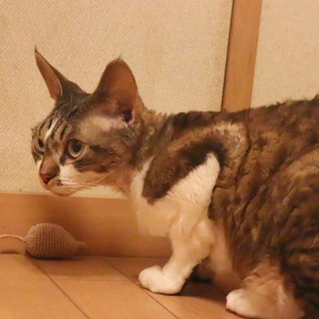2021年10月6日(金) 今日のチョコくん🐈

おはようございます。
夕べの地震凄く揺れました。皆さん大丈夫でしたでしょうか？
当地では震度5弱でした。大震災以来の揺れでしたが特に被害は無かったです。
チョコくんもしばらくビビってました😺
今朝は探索中のチョコくんのショットを(^_^)
#devonrex #デボンレックス
#sakuraquiet
