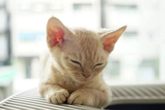 眠たい子猫ちゃん

#devonrex 
#sakuraquiet 
#cat 
#ヒャクパーセントネコ
