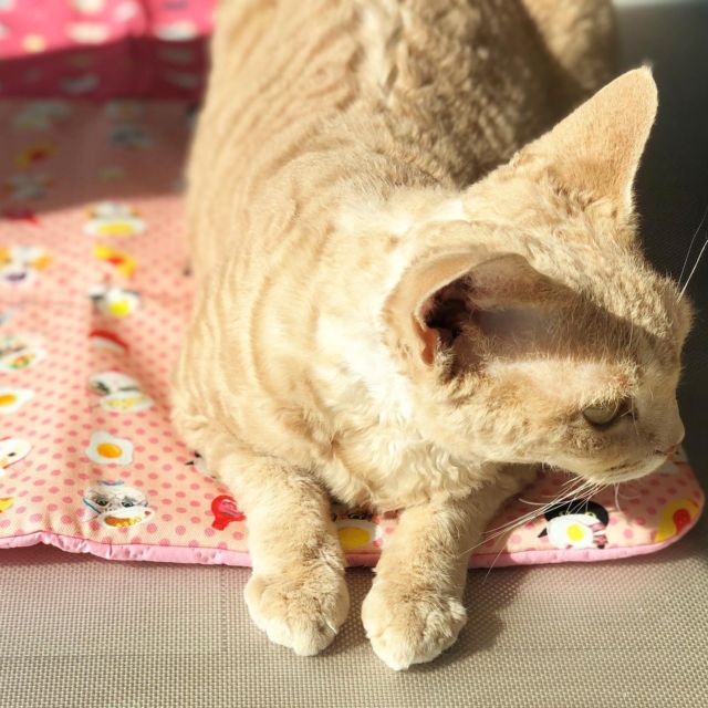 .
絶妙な目線外し.
.
#日向ぼっこ #カメラ嫌い😭 #wokasinaiwo #ヲカシな猫マット #devonrex #デボンレックス #sakuraquiet #ヒャクパーセントネコ#devonrexlover #devonrexofinstagram #catsofinstagram #cats_of_instagram #instacat #catlover #ねこは人を笑顔にする #猫のいる暮らし #猫と暮らす幸せ #ニャン友 #peppyフォト部 #meow#cat #猫 #lani #ペコねこ部 #rakutenpet #nyancon01 #猫カレンダー2023参加したい #病気のみんにゃが元気になりますように🍀#ヲカシ猫に描かれ隊
#devonrex_lani
2021-10-24