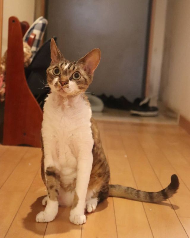 2021年10月8日(日) 今日のチョコくん🐈

おはようございます。
昨日は偶然久々の友達とも会えて、良い1日でした。
朝からチョコくん探検してます😺
玄関で様子見しているチョコくんのショットを(^_^)
#devonrex #デボンレックス
#sakuraquiet