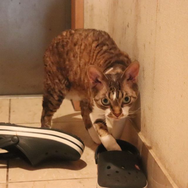 2021年10月9日(土) 今日のチョコくん🐈

おはようございます。
今朝は薄曇りの横浜です。
朝からチョコくん元気に遊んでます😺
玄関でおもちゃで遊んでいるチョコくんのショットを(^_^)
#devonrex #デボンレックス
#sakuraquiet