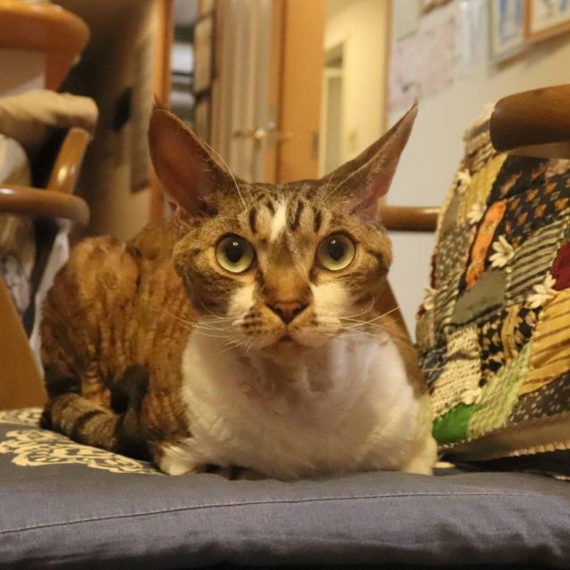 2021年10月14日(木) 今日のチョコくん🐈

おはようございます。
少し暑くなるのかな？まだひんやりしてますが。
チョコくん夕べも一緒に寝てました😺
椅子の上でまったり過ごすチョコくんのショットを(^_^)
#devonrex #デボンレックス
#sakuraquiet