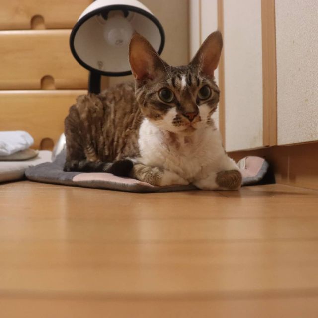 2021年10月11日(月) 今日のチョコくん🐈

おはようございます。今週も宜しくお願いします。
暑くなりそうです💦
朝からチョコくんねずみさんと遊んでます😺
座布団でリラックスしているチョコくんのショットを(^_^)
#devonrex #デボンレックス
#sakuraquiet