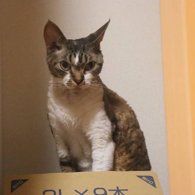 2021年10月13日(水) 今日のチョコくん🐈

おはようございます。
今朝も雨で涼しくなりました💦
チョコくん夕べもくっついてきました😺
緩く暖房入れたので嬉しかったのかな？
段ボールの上で遊んでいるチョコくんのショットを(^_^)
#devonrex #デボンレックス
#sakuraquiet