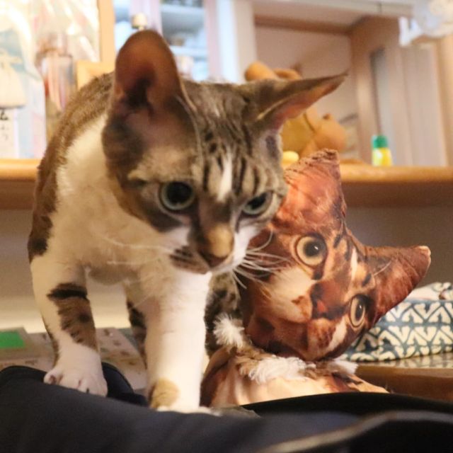 2021年10月11日(日) 今日のチョコくん🐈

おはようございます。
雨が降ってます。寒くなりそうですね‼️
チョコくんに朝方タオルケット取られました😺
ちょっとボケましたが、クッションとのチョコくんのショットを(^_^)
#devonrex #デボンレックス
#sakuraquiet