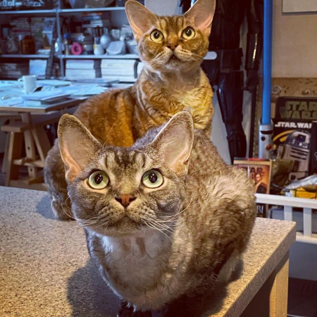 **
何かもらおうと
おりこうにしてる2人
**
#ツーショット #devonrex #デボンレックス #cat #catlovers #catstagram #メロリン#WE_LOVE_CATS #catstagram_japan #catsofinstagram #catmyboss #ねこ部 #ねこ #猫 #ネコ #メロウ #merrow #メロウにメロメロ #simon 
#シモンくん #シモン#sakuraquiet #神たちだし