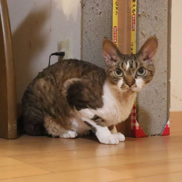 2021年10月19日(火) 今日のチョコくん🐈

おはようございます。
昨日から冬に近付きました‼️
チョコくん布団の中にも入ってきます😺
少し暖房入れてますがやはり寒いようです。
爪研ぎしてリラックスしたチョコくんのショットを(^_^)
#devonrex #デボンレックス
#sakuraquiet