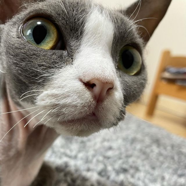 …
くりくりお目々❤︎

#土あっぷ祭 
#デボンレックス 
#Devonrex
#シンガプーラ
#Singapura
#Singapuracat
#Devonrexcat
#Девонрекс
#sakuraquiet
#100_neko
#cat
#blackcat
#blueandwhite
#catstagram
#cat_of_Instagram
#DevonrexInstagram
#DevonrexofInstagram
#mmsmilemonday 
#whitesocks
#Insta_cat
#猫
#ネコ
#ハチワレ
#フェリシモ猫部
#黒猫
#にゃんすたぐらむ
#猫のいる生活