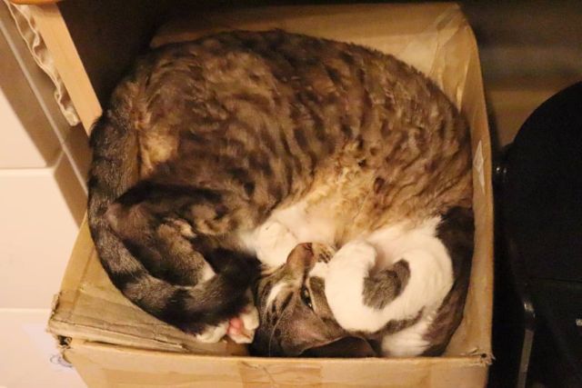 2021年10月26日(火) 今日のチョコくん🐈

おはようございます。
冷たい雨になりましたね。
チョコくんも寒いとこんな感じ😺
アンモニャイトなチョコくんのショットを(^_^)
#devonrex #デボンレックス
#sakuraquiet