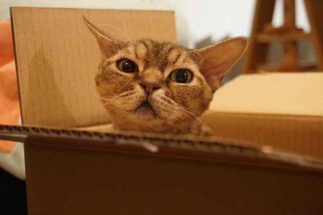 **
わたし
だんぼーるだいすきなの
**
#devonrex #デボンレックス #cat #merrow #メロウ #めんめちゃん #catlovers #catstagram #メロリン#WE_LOVE_CATS #catstagram_japan #catsofinstagram #catmyboss #ねこ部 #ねこ #猫 #ネコ #merrow #メロウにメロメロ #sakuraquiet #神だし #α6000