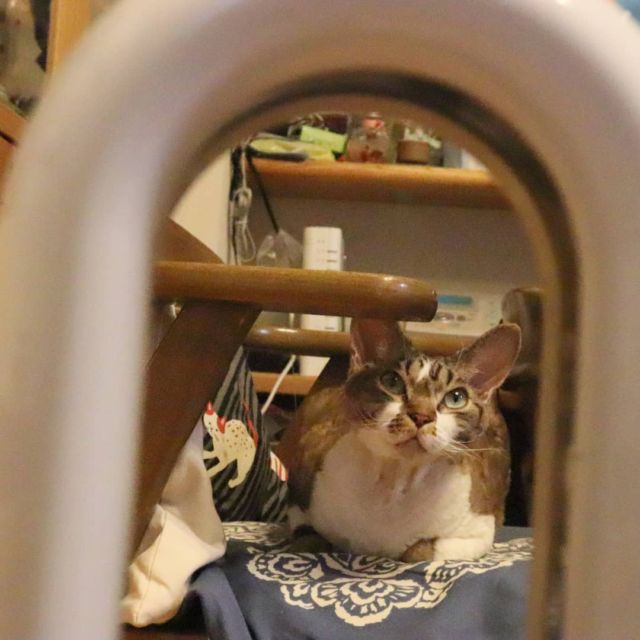 2021年10月29日(金) 今日のチョコくん🐈

おはようございます。
今日も寒いですね。
チョコくんよくここに居るんですけど、下がって撮るとこんな感じなんです😺
温風が愛おしいチョコくんのショットを(^_^)
#devonrex #デボンレックス
#sakuraquiet