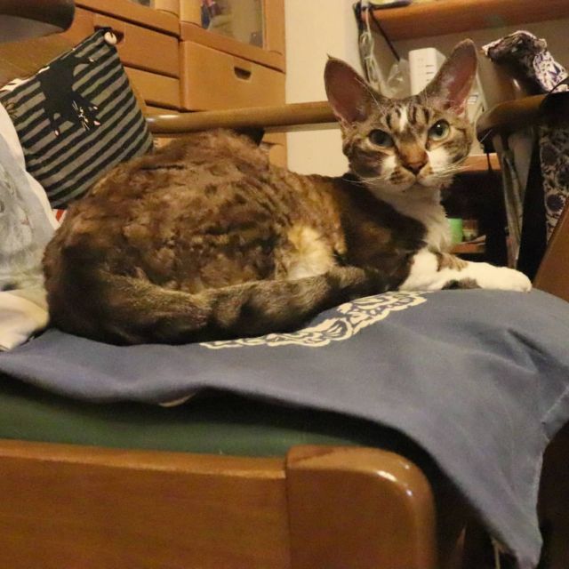2021年10月28日(木) 今日のチョコくん🐈

おはようございます。
今日も寒いですね。
チョコくんずっと足元にいたのでちょっと寝不足気味です😺
暖を求めて相変わらずのチョコくんのショットを(^_^)
#devonrex #デボンレックス
#sakuraquiet
