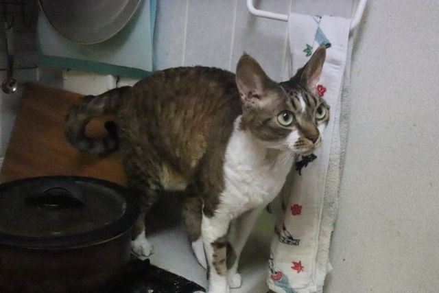2021年11月2日(火) 今日のチョコくん🐈

おはようございます。
結構冷え込みましたね。
チョコくんそれでも走り回ってます😺
台所をパトロールしているチョコくんのショットを(^_^)
#devonrex #デボンレックス
#sakuraquiet