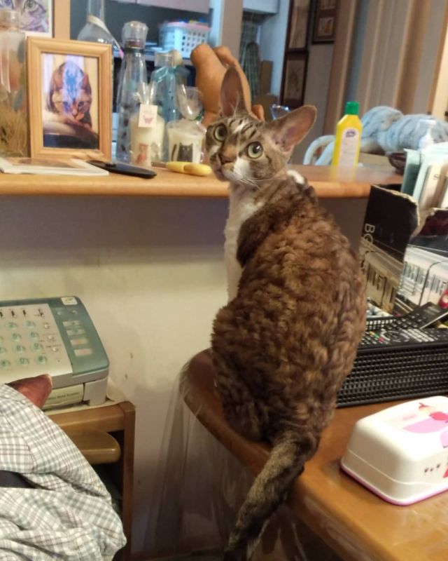 2021年11月1日(月) 今日のチョコくん🐈

おはようございます。11月も宜しくお願いします。
朝から揺れましたね。チョコくんも警戒してました😺
パトロールしているチョコくんのショットを(^_^)
#devonrex #デボンレックス
#sakuraquiet
