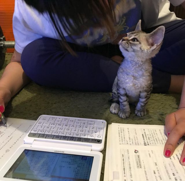 **
かわいすぎの
Baby Simon
Happy 宗教改革記念日🎃
**
#devonrex #デボンレックス #cat #catlovers #catstagram  #WE_LOVE_CATS #catstagram_japan #catsofinstagram #catmyboss #ねこ部 #ねこ #猫 #ネコ #simon #シモンくん #シモン #シルバーマッカレルタビー #sakuraquiet #神だし