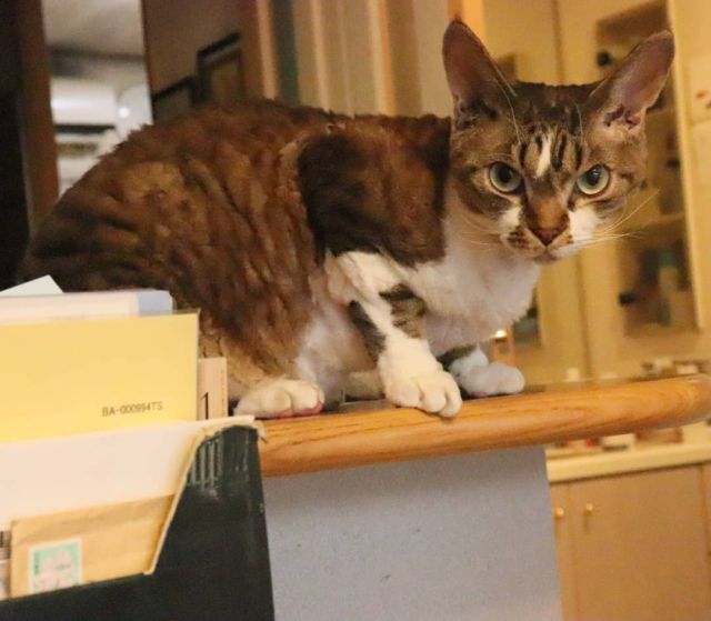 2021年10月31日(日) 今日のチョコくん🐈

おはようございます。
朝から早速国民の義務を果たしてきました。政治に物申す為の最低条件だと思います。
チョコくん朝から走り回ってます(笑)
カウンターでどや顔のチョコくんのショットを(^_^)
#devonrex #デボンレックス
#sakuraquiet