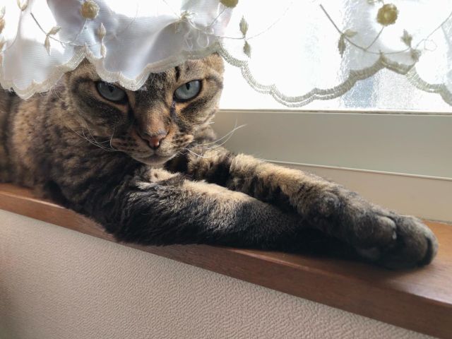 今日も暖かかった〜☀️朝の定位置。そんな所で腕組んでるから笑っちゃったわ😂なんでクロスにしてるの😆
*
*
2021-11-03
#朝の定位置 #日向ぼっこ #アラン #デボンレックス #猫 #ねこ #猫好きさんと繋がりたい #ねこのいる暮らし #ねこのきもち #ヒャクパーセントネコ #devonrex #cat #tabby #mackereltabby #allant #sakuraquiet #ねこは人を笑顔にする #curognacmodels