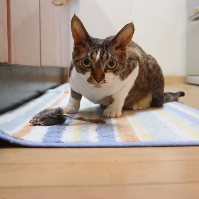 2021年11月5日(金) 今日のチョコくん🐈

おはようございます。
今朝も寒いですね！
チョコくんもくっついてきました😺
キッチンマットでネズミと遊ぶチョコくんのショットを(^_^)
#devonrex #デボンレックス
#sakuraquiet
