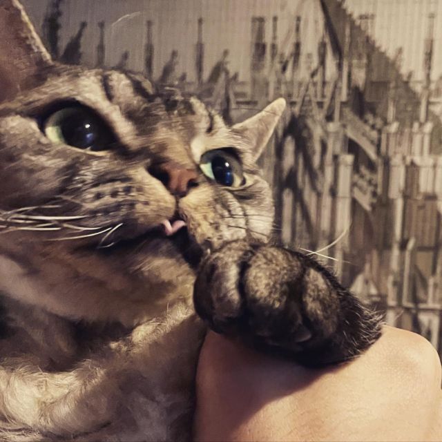 **
ベロチラリ
シモンくん
**
#devonrex #デボンレックス #cat #catlovers #catstagram  #WE_LOVE_CATS #catstagram_japan #catsofinstagram #catmyboss #ねこ部 #ねこ #猫 #ネコ #simon #シモンくん #シモン #シルバーマッカレルタビー #sakuraquiet #神だし
