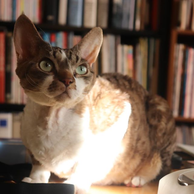 2021年11月6日(土) 今日のチョコくん🐈

おはようございます。
良い天気になりましたね！
チョコくんも日なたぼっこ😺
のんびりしているチョコくんのショットを(^_^)
#devonrex #デボンレックス
#sakuraquiet