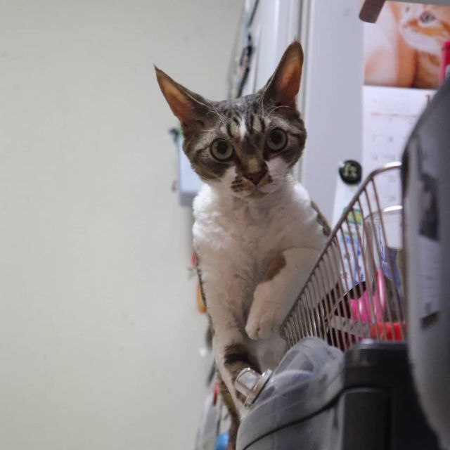 2021年11月4日(木) 今日のチョコくん🐈

おはようございます。
今朝も結構寒いので5時前頃チョコくんくっついてきました😺
台所を探検中のチョコくんのショットを(^_^)
#devonrex #デボンレックス
#sakuraquiet