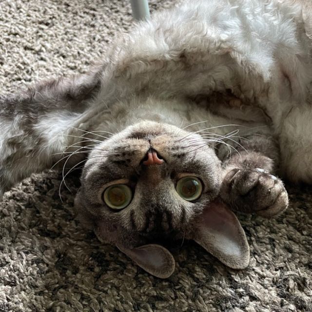 **
シモンくんが
可愛すぎて
仕事に行けない朝
**
#devonrex #デボンレックス #cat #catlovers #catstagram  #WE_LOVE_CATS #catstagram_japan #catsofinstagram #catmyboss #ねこ部 #ねこ #猫 #ネコ #simon #シモンくん #シモン #シルバーマッカレルタビー #sakuraquiet #神だし