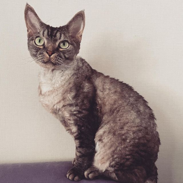 **
シモンくん
フタつきゴミ箱
あされます
**
#devonrex #デボンレックス #cat #catlovers #catstagram  #WE_LOVE_CATS #catstagram_japan #catsofinstagram #catmyboss #ねこ部 #ねこ #猫 #ネコ #simon #シモンくん #シモン #シルバーマッカレルタビー #sakuraquiet #神だし