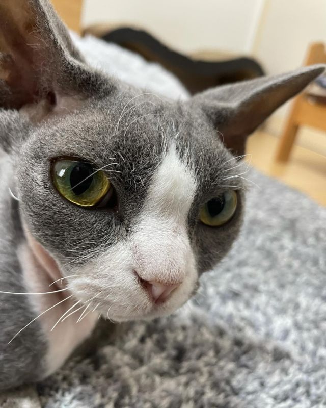 …
ヒゲ
2本伸びたニャろ❤︎

#デボンレックス 
#Devonrex
#シンガプーラ
#Singapura
#Singapuracat
#Devonrexcat
#Девонрекс
#sakuraquiet
#100_neko
#cat
#blackcat
#blueandwhite
#catstagram
#cat_of_Instagram
#DevonrexInstagram
#DevonrexofInstagram
#mmsmilemonday 
#whitesocks
#Insta_cat
#猫
#ネコ
#ハチワレ
#フェリシモ猫部
#黒猫
#にゃんすたぐらむ
#猫のいる生活🐈‍⬛