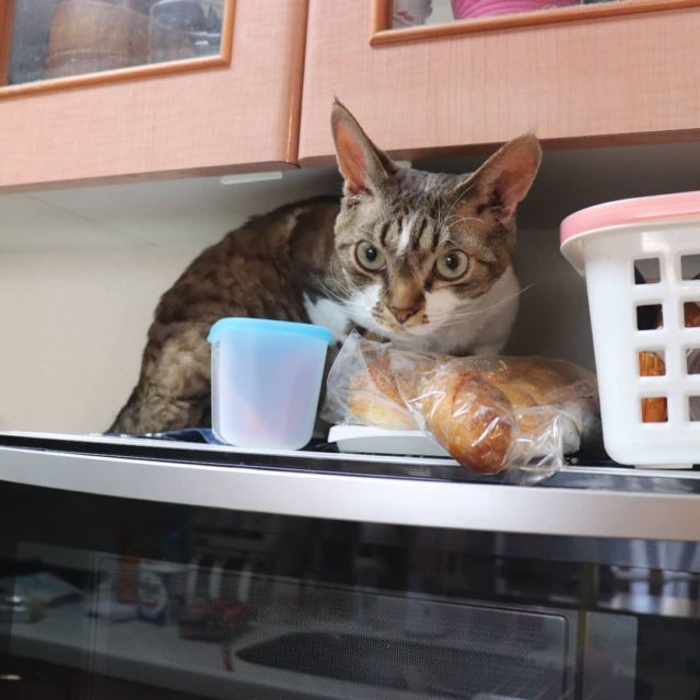 2021年11月9日(火) 今日のチョコくん🐈

おはようございます。
今朝も冷え込んでますね。
チョコくん相変わらず好奇心旺盛で探検中～😺
キッチンでまったりのチョコくんのショットを(^_^)
#devonrex #デボンレックス
#sakuraquiet