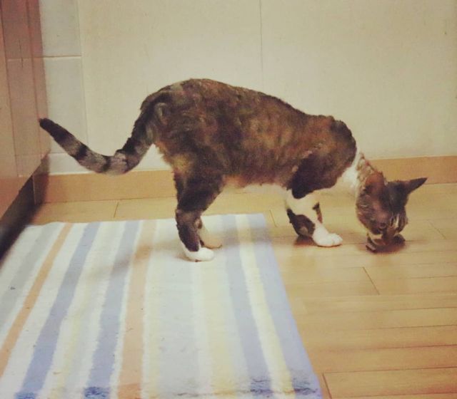 2021年11月13日(土) 今日のチョコくん🐈

おはようございます。
晴れましたが外は寒そうですね！
チョコくん暖かい場所探してましたがねずみさんを見つけて反応してました😺
朝から元気なチョコくんのショットを(^_^)
#devonrex #デボンレックス
#sakuraquiet