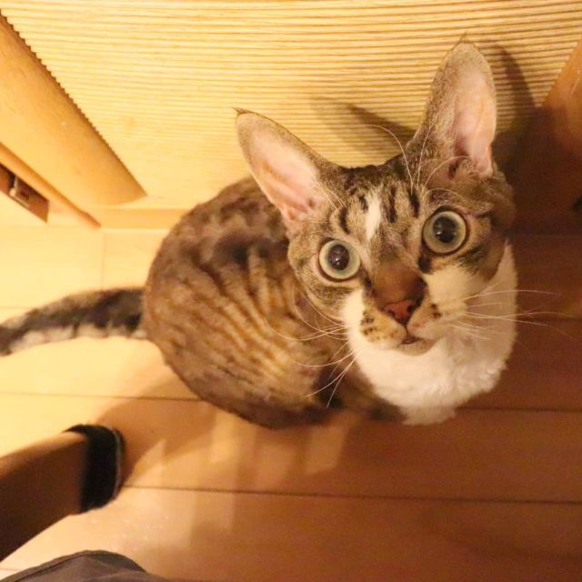 2021年11月11日(木) 今日のチョコくん🐈

おはようございます。
今朝もかなり寒いです！
それでもチョコくん走り回ってました😺
見上げた瞬間のチョコくんのショットを(^_^)
#devonrex #デボンレックス
#sakuraquiet