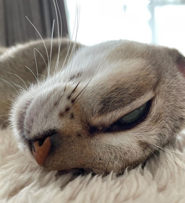 …
お昼寝❤︎

#土あっぷ祭 
#デボンレックス 
#Devonrex
#シンガプーラ
#Singapura
#Singapuracat
#Devonrexcat
#Девонрекс
#sakuraquiet
#100_neko
#cat
#blackcat
#blueandwhite
#catstagram
#cat_of_Instagram
#DevonrexInstagram
#DevonrexofInstagram
#mmsmilemonday 
#whitesocks
#Insta_cat
#猫
#ネコ
#ハチワレ
#フェリシモ猫部
#黒猫
#にゃんすたぐらむ
#猫のいる生活