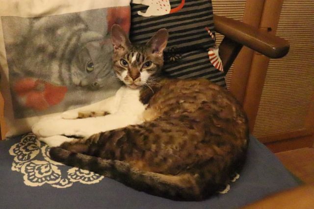 2021年11月15日(月) 今日のチョコくん🐈

おはようございます。今週も宜しくお願いします。
今朝も寒くなりましたね！
チョコくん朝方やはり布団に潜り込んできました。ちょっと寝不足気味です😺
遊んだ後まったりのチョコくんのショットを(^_^)
#devonrex #デボンレックス
#sakuraquiet