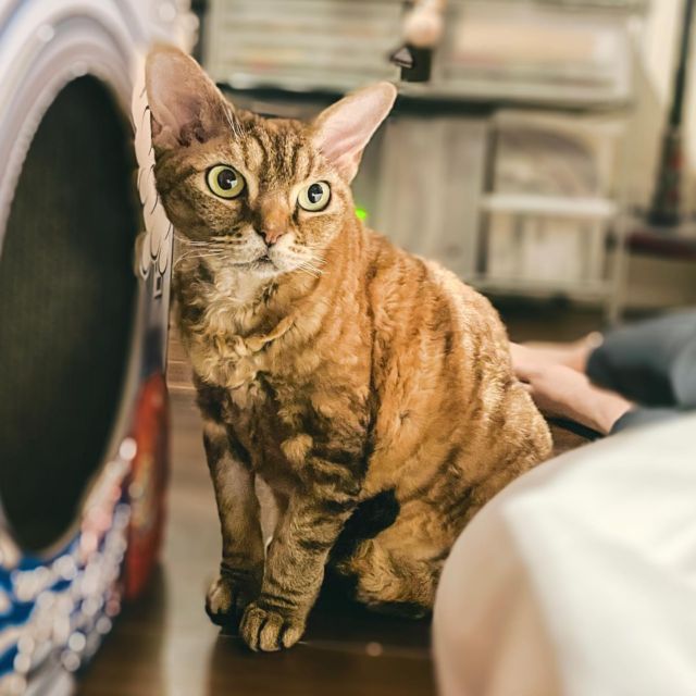 **
シモンが眠いと
元気になる人
**
#devonrex #デボンレックス #cat #merrow #メロウ #めんめちゃん #catlovers #catstagram #メロリン#WE_LOVE_CATS #catstagram_japan #catsofinstagram #catmyboss #ねこ部 #ねこ #猫 #ネコ #merrow #メロウにメロメロ #sakuraquiet #神だし