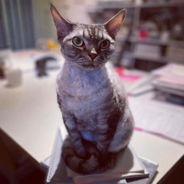 **
おはようシモン
**
#devonrex #デボンレックス #cat #catlovers #catstagram  #WE_LOVE_CATS #catstagram_japan #catsofinstagram #catmyboss #ねこ部 #ねこ #猫 #ネコ #simon #シモンくん #シモン #シルバーマッカレルタビー #sakuraquiet #神だし