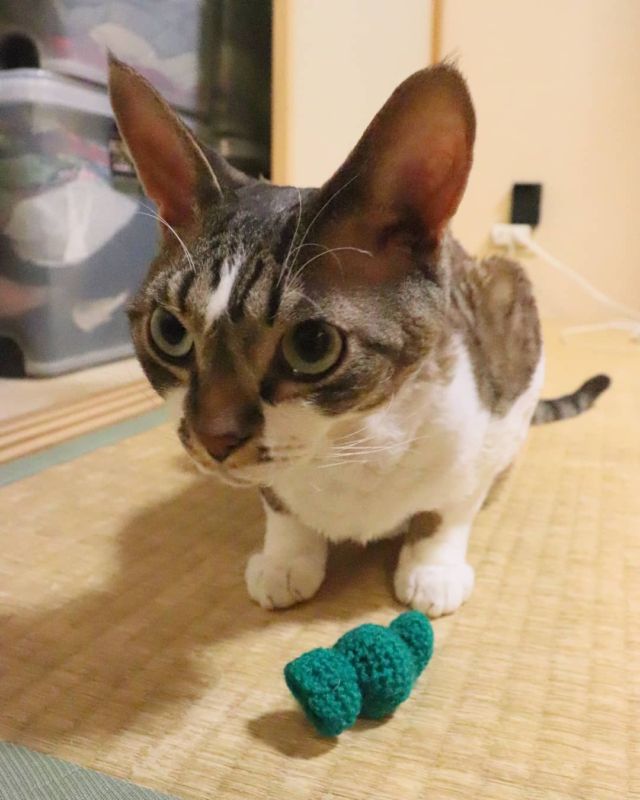 2021年11月16日(火) 今日のチョコくん🐈

おはようございます。
今朝も冷え込みましたね！
チョコくん何処に居たのかな。夕べはパパの所には来ませんでした😺
朝からウロウロしているチョコくんのショットを(^_^)
#devonrex #デボンレックス
#sakuraquiet