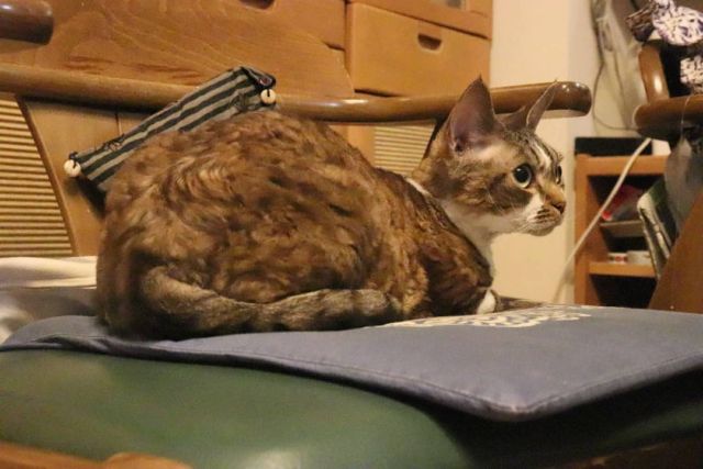 2021年11月17日(水) 今日のチョコくん🐈

おはようございます。
今朝もかなり冷え込んでます！
チョコくん朝方やって来たので布団に入れてあげました😺
その後は走り回ってましたね‼️
ちょっと小休止しているチョコくんのショットを(^_^)
#devonrex #デボンレックス
#sakuraquiet
