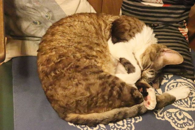 2021年11月18日(木) 今日のチョコくん🐈

おはようございます。
今朝もかなり冷え込んでます！
チョコくん抱っこして布団に入れてあげたら丸まって寝てました😺
アンモニャイト化しているチョコくんのショットを(^_^)
#devonrex #デボンレックス
#sakuraquiet