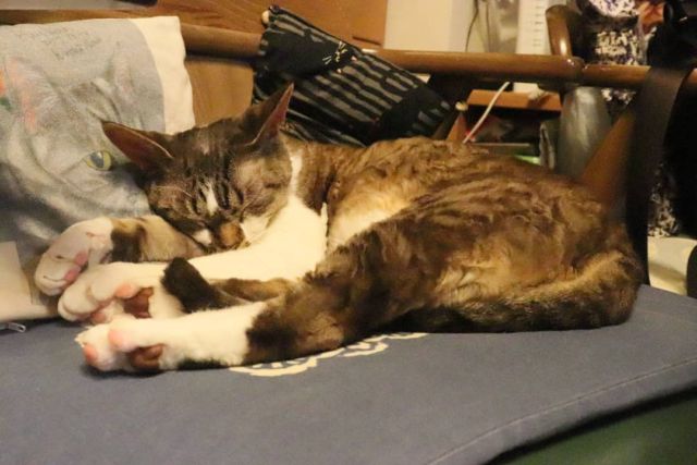 2021年11月22日(月) 今日のチョコくん🐈

おはようございます。
今朝は夜中、朝方とチョコくんやっで来ました！
昨日夕方戻ってきてチョコくん安心してよく寝てました😺
まったりしているチョコくんのショットを(^_^)
#devonrex #デボンレックス
#sakuraquiet