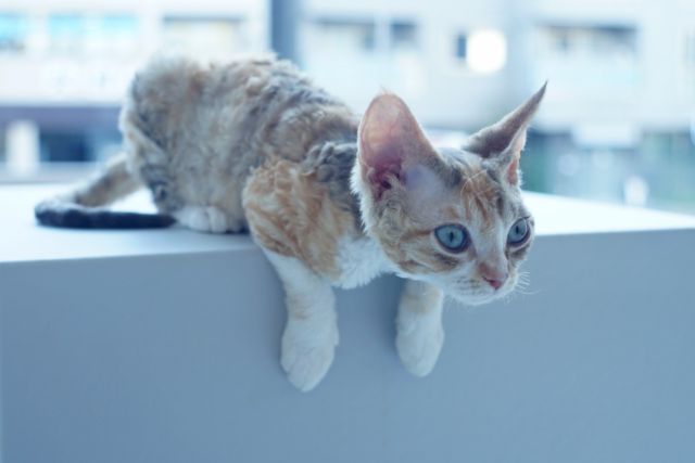 今にも飛び降りそう・・・に見えてなかなか動かない子猫ちゃん

#devonrex
#sakuraquiet
#cat
#ヒャクパーセントネコ
#にゃんすたぐらむ