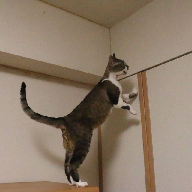 2021年11月25日(木) 今日のチョコくん🐈

おはようございます。
今朝も冷え込みましたね！
チョコくんそれでも走り回って元気です😺
タンスの上で探索しているチョコくんのショットを(^_^)
#devonrex #デボンレックス
#sakuraquiet