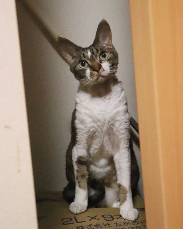 2021年11月24日(水) 今日のチョコくん🐈

おはようございます。
今朝も冷え込みましたね！
チョコくんも寒いみたいで温かい場所探しています😺
寝室で遊んでいたチョコくんのショットを(^_^)
#devonrex #デボンレックス
#sakuraquiet