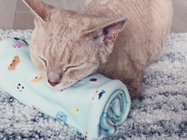 .
このアゴ枕.
気持ちよくねむれるにゃ💤.
.
#ネックウォーマーなんだけどね #土アップ祭 #devonrex #デボンレックス #sakuraquiet #ヒャクパーセントネコ#devonrexlover #devonrexofinstagram #catsofinstagram #cats_of_instagram #instacat #catlover #ねこは人を笑顔にする #猫のいる暮らし #猫と暮らす幸せ #ニャン友 #peppyフォト部 #meow #cat #猫 #lani #ペコねこ部 #rakutenpet #nyancon01 #猫カレンダー2023参加したい #ハッピーな瞬間フォトコン #うちの子自慢大賞応募  #病気のみんなが元気になりますように🍀#ヲカシ猫に描かれ隊
#devonrex_lani
2021-11-27