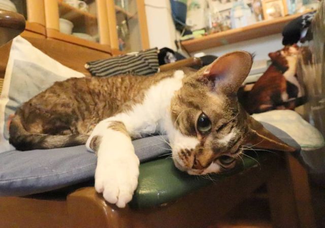 2021年11月23日(月) 今日のチョコくん🐈

おはようございます。今週も宜しくお願いします。
チョコくん珍しく夜中来ませんでした。寒かったのにな～😺
暖かくてまったりのチョコくんのショットを(^_^)
#devonrex #デボンレックス
#sakuraquiet