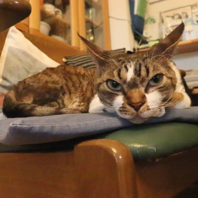 2021年11月22日(日) 今日のチョコくん🐈

おはようございます。
今朝は快晴ですね！
チョコくん元気いっぱい走り回ってます😺
ちょっとひと休みしているチョコくんのショットを(^_^)
#devonrex #デボンレックス
#sakuraquiet