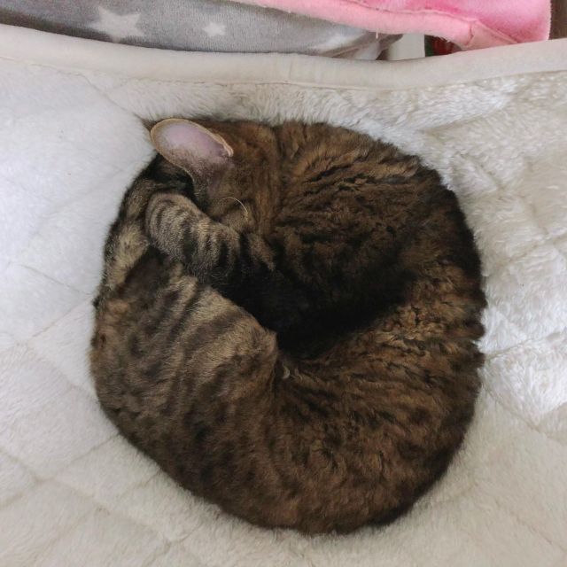 アンモニャイトでおやすみにゃさい😽💤
*
*
2021-12-01
#アンモニャイト #アラン #デボンレックス #猫 #ねこ #猫好きさんと繋がりたい #ねこのいる暮らし #ねこのきもち #ヒャクパーセントネコ #devonrex #cat #tabby #mackereltabby #allant #sakuraquiet #ねこは人を笑顔にする #curognacmodels