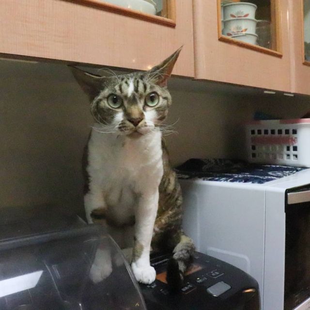 2021年11月30日(月) 今日のチョコくん🐈

おはようございます。
チョコくん今朝は布団に出たり入ったりでした。寒かったですからね😺
炊飯器の上で小休止しているチョコくんのショットを(^_^)
#devonrex #デボンレックス
#sakuraquiet