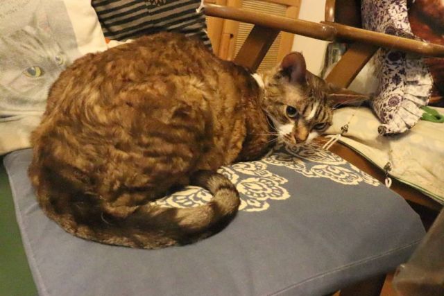 2021年12月4日(土) 今日のチョコくん🐈

おはようございます。
昨日今日と少し暖かいみたいですね！
チョコくんそれでも暖かい場所探してますね😺
温風にご機嫌なチョコくんのショットを(^_^)
#devonrex #デボンレックス
#sakuraquiet