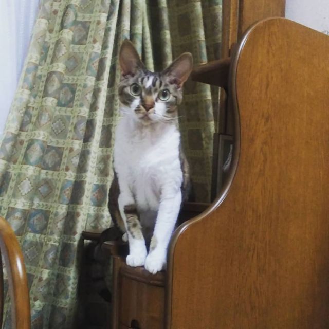 2021年12月8日(水) 今日のチョコくん🐈

おはようございます。
今朝も雨で冷え込んでますね💦
チョコくん夜中初めて脇の下で寝てました😺
鏡台で様子見しているチョコくんのショットを(^_^)
#devonrex #デボンレックス
#sakuraquiet
