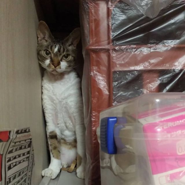 2021年12月6日(月) 今日のチョコくん🐈

おはようございます。今週も宜しくお願いします。
今朝は冷え込みましたね💦
チョコくん今朝はかくれんぼしてましたね😺
隙間で嬉しそうなチョコくんのショットを(^_^)
#devonrex #デボンレックス
#sakuraquiet